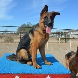 A dog sitting on top of an obstacle course.