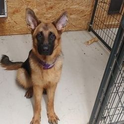 A dog sitting in its cage on the floor