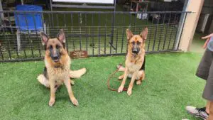Two german shepherd dogs sitting on the grass.