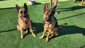 Two german shepherds sitting on the grass with people standing around.