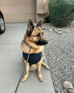 A dog sitting on the ground wearing a harness.