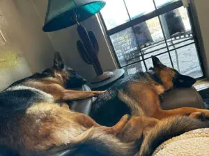 Two german shepherds sleeping on a couch