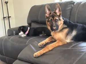 A dog and cat laying on the couch together