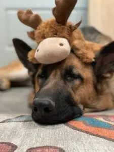 A dog with a stuffed animal on its head.
