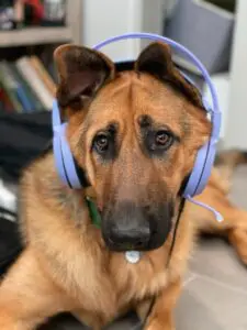 A dog with headphones on sitting in front of a laptop.