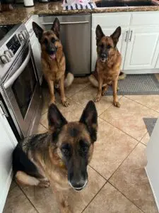 Two german shepherds sitting in a kitchen next to each other.