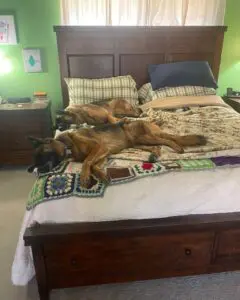Two dogs laying on a bed with blankets