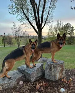Two german shepherds standing on top of a rock.