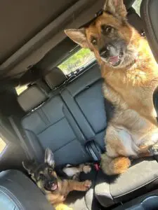 A dog sitting in the back of a car with another dog.