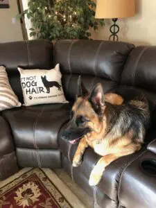A dog sitting on the back of a couch.