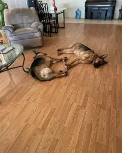 A dog laying on the floor of a living room.
