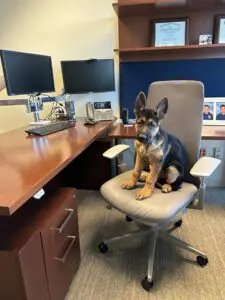 A dog sitting on the office chair in front of a desk.