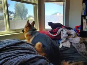 A dog and cat sitting on the bed looking out of the window.