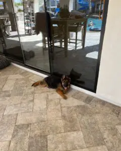 A dog laying on the floor next to a sliding glass door.