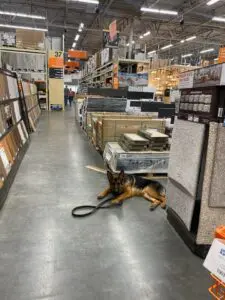 A dog laying on the ground in a store.