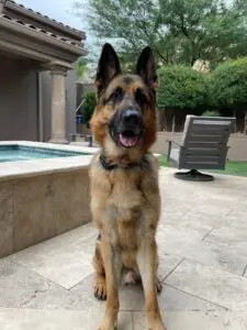 A german shepherd sitting on the ground in front of a pool.