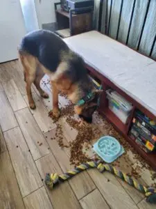 A dog eating food on the floor of his bed