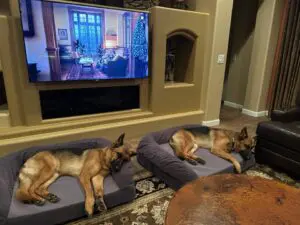 Three dogs laying on a couch in front of a tv.