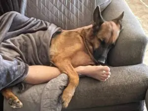A dog laying on the couch with its owner.