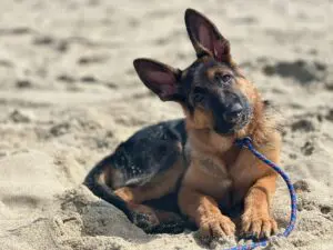 A dog laying on the beach with its head up.