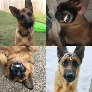 A collage of four dogs with different colored eyes.
