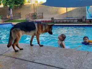 A dog and boy in the pool