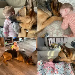 A collage of pictures with dogs and babies