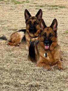 Two german shepherds laying in the grass.