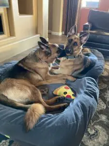 Two german shepherds laying on a bed with a toy.