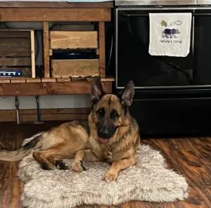 A dog laying on the floor in front of a stove.