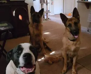 Three dogs sitting on the floor in a room.