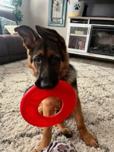 A dog holding a frisbee in its mouth.