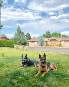 Two dogs sitting in the grass near a house.