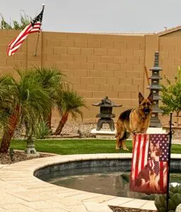 A dog standing in front of an american flag.