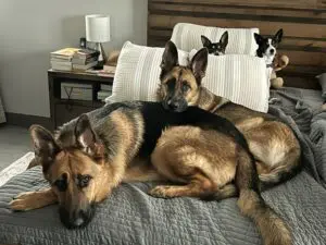 A couple of dogs laying on top of a bed.