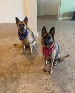 Two dogs sitting on the floor wearing bandanas.