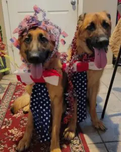 Two dogs dressed up in patriotic outfits.