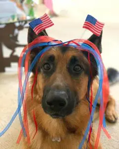 A dog with american flags on its head.