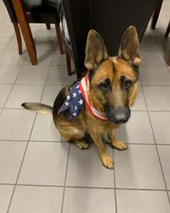 A dog sitting on the floor wearing an american flag bandana.