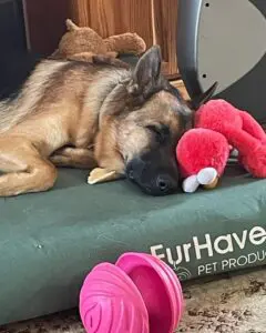 A dog laying on top of a bed with a stuffed animal.