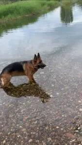 A dog standing in the water on the beach.