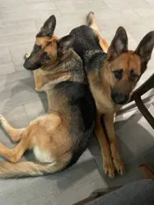 Two german shepherds sitting on the ground next to a chair.