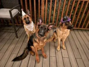 Three dogs sitting on a deck wearing hats.