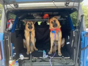Two dogs sitting in the back of a van.