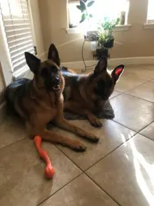 Two dogs laying on the floor with a toy.