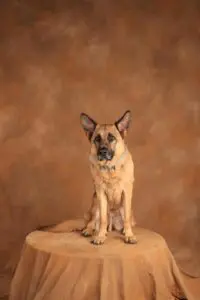 A dog sitting on top of a wooden stool.