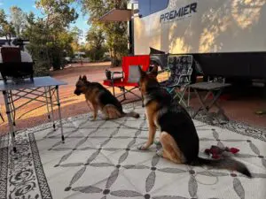 Two dogs sitting on a rug in front of an rv.