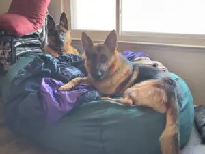 Two german shepherds laying on a bed in front of a window.