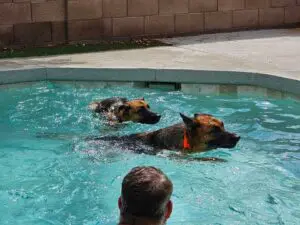Two dogs swimming in a pool with another dog looking on.