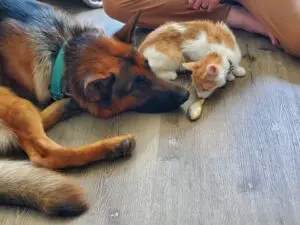 A cat and dog laying on the floor together.
